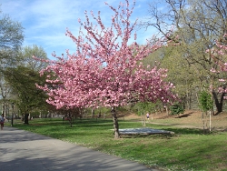 2011 Spring Scenery Walk - Riverside Park 26